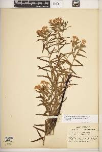 Lithospermum caroliniense var. croceum image