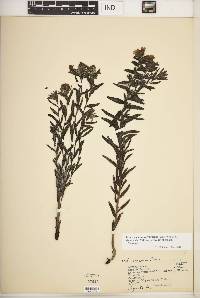 Lithospermum caroliniense var. croceum image