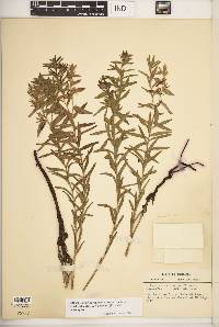 Lithospermum caroliniense var. croceum image