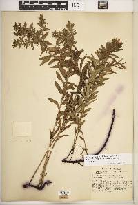 Lithospermum caroliniense image