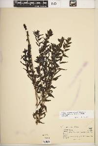 Lithospermum caroliniense var. croceum image