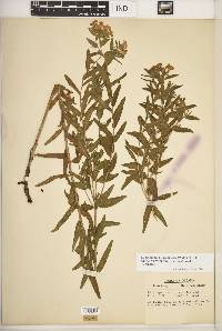 Lithospermum caroliniense var. croceum image