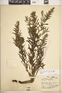 Lithospermum caroliniense image