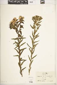 Lithospermum caroliniense var. croceum image