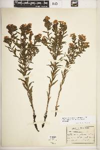 Lithospermum caroliniense var. croceum image