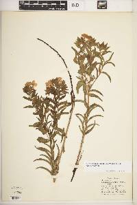 Lithospermum caroliniense image