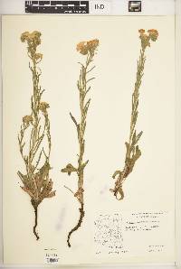 Lithospermum cobrense image