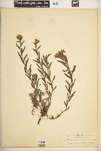 Lithospermum cobrense image