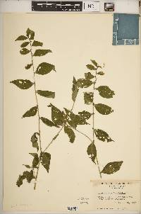 Lithospermum latifolium image