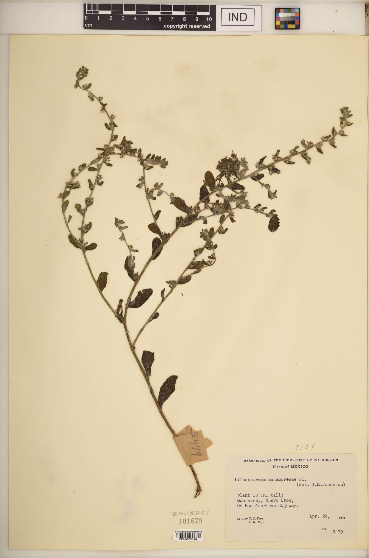 Lithospermum matamorense image