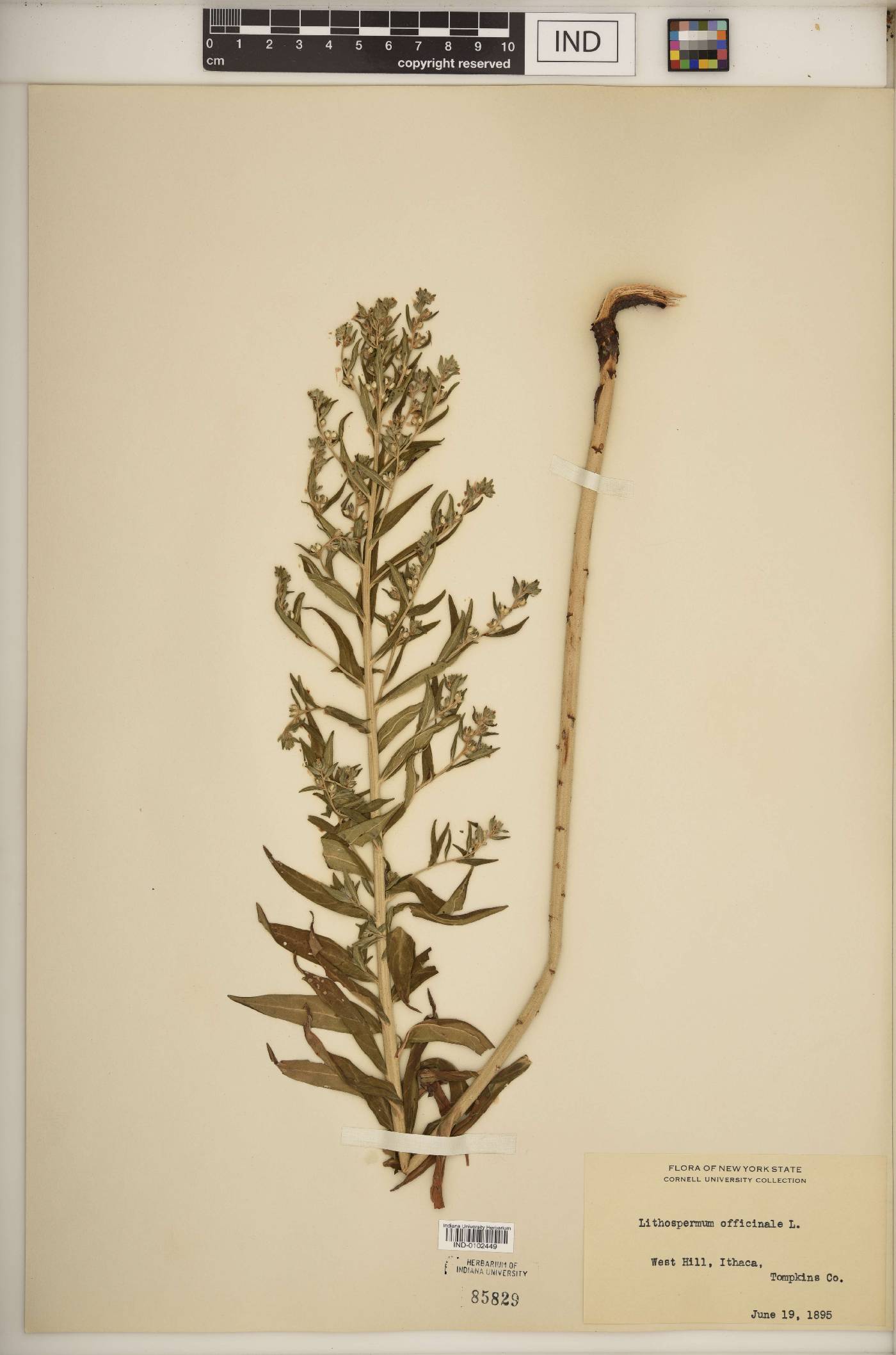 Lithospermum officinale image