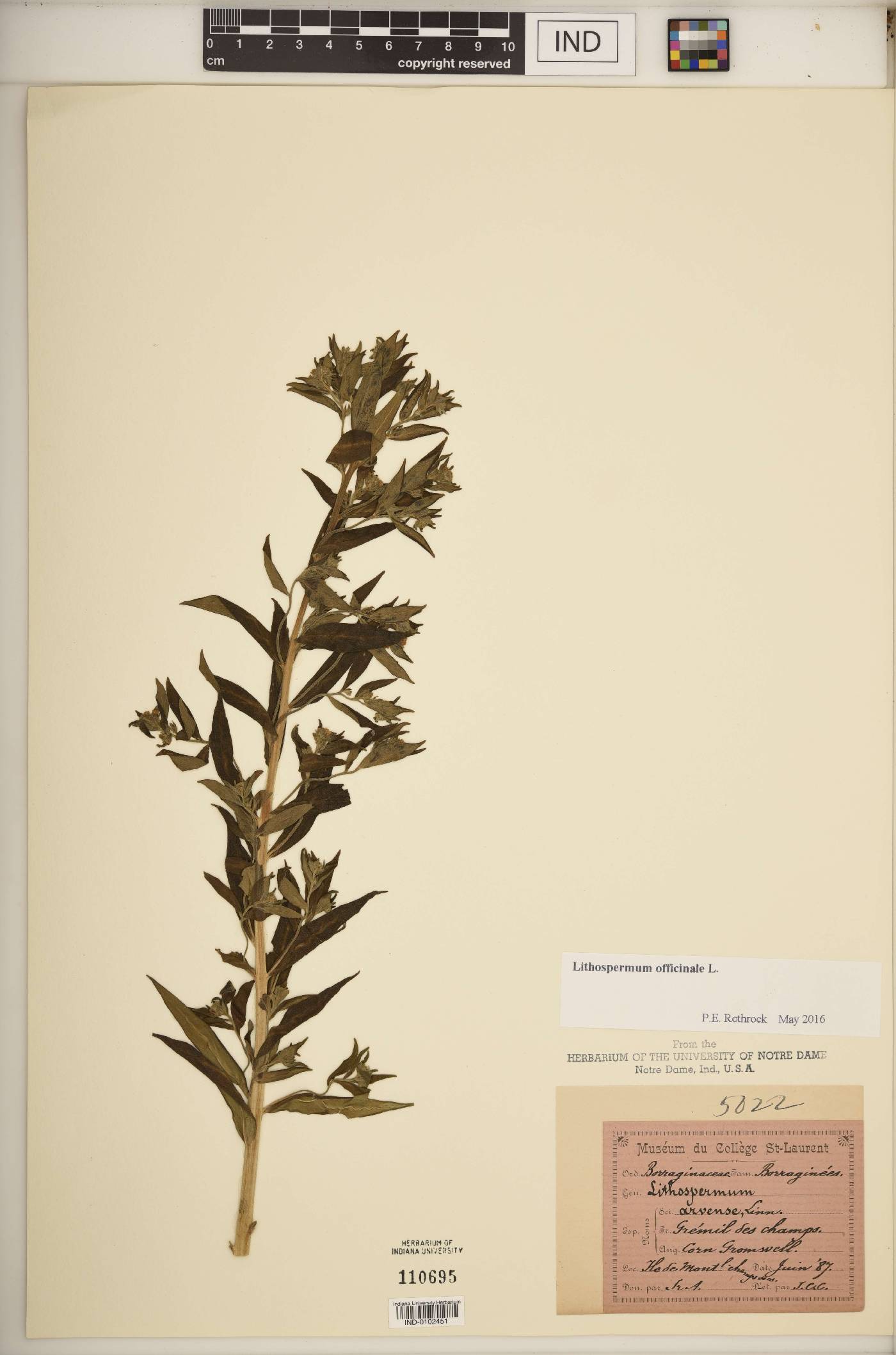 Lithospermum officinale image