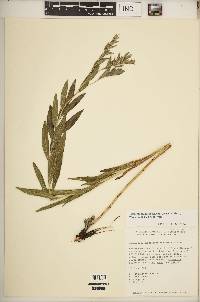 Lithospermum subsetosum image