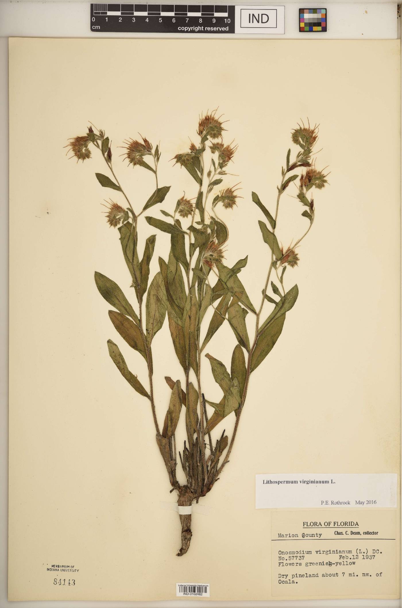 Onosmodium virginianum image