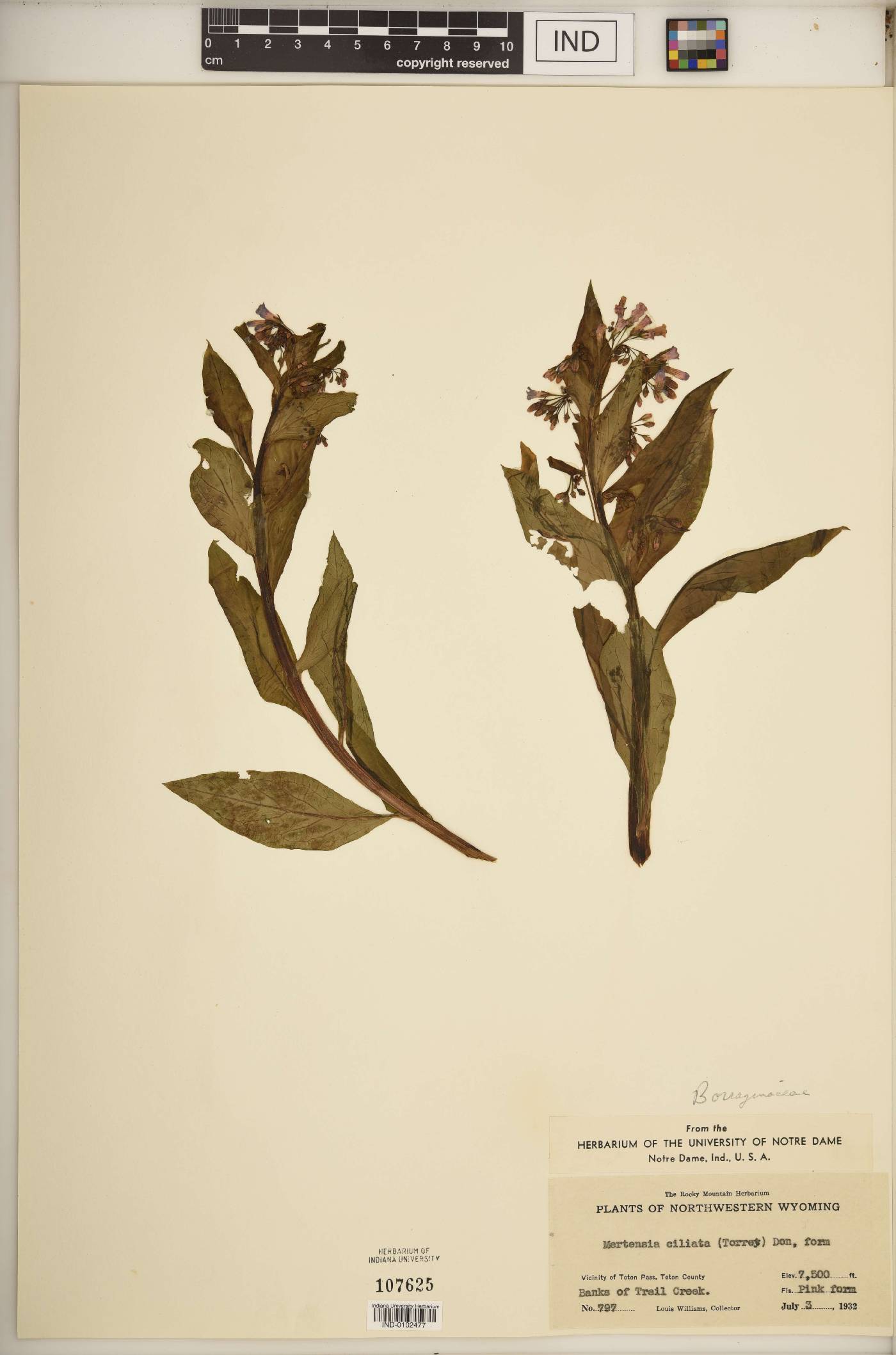 Mertensia foliosa image