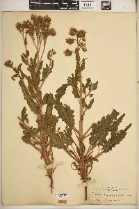 Phacelia integrifolia image