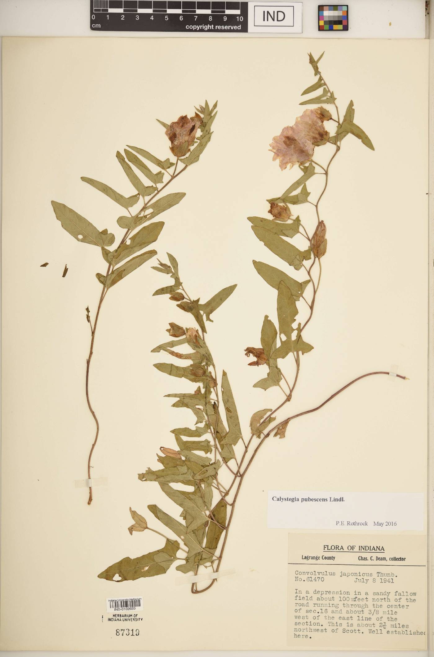 Calystegia pubescens image
