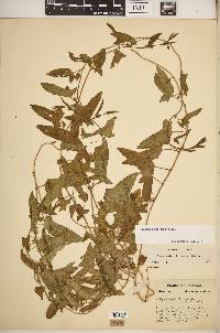Calystegia pubescens image