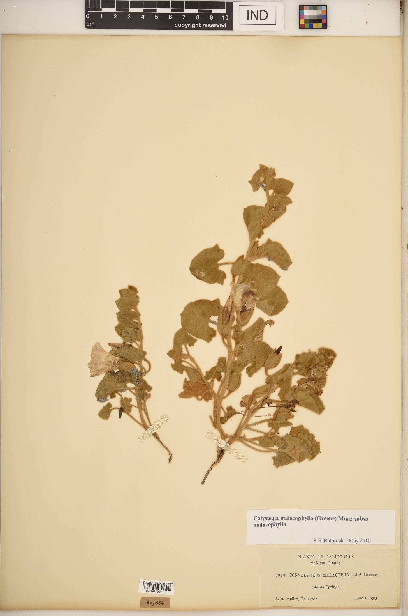 Calystegia malacophylla image