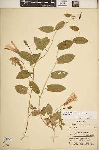 Calystegia spithamaea subsp. spithamaea image