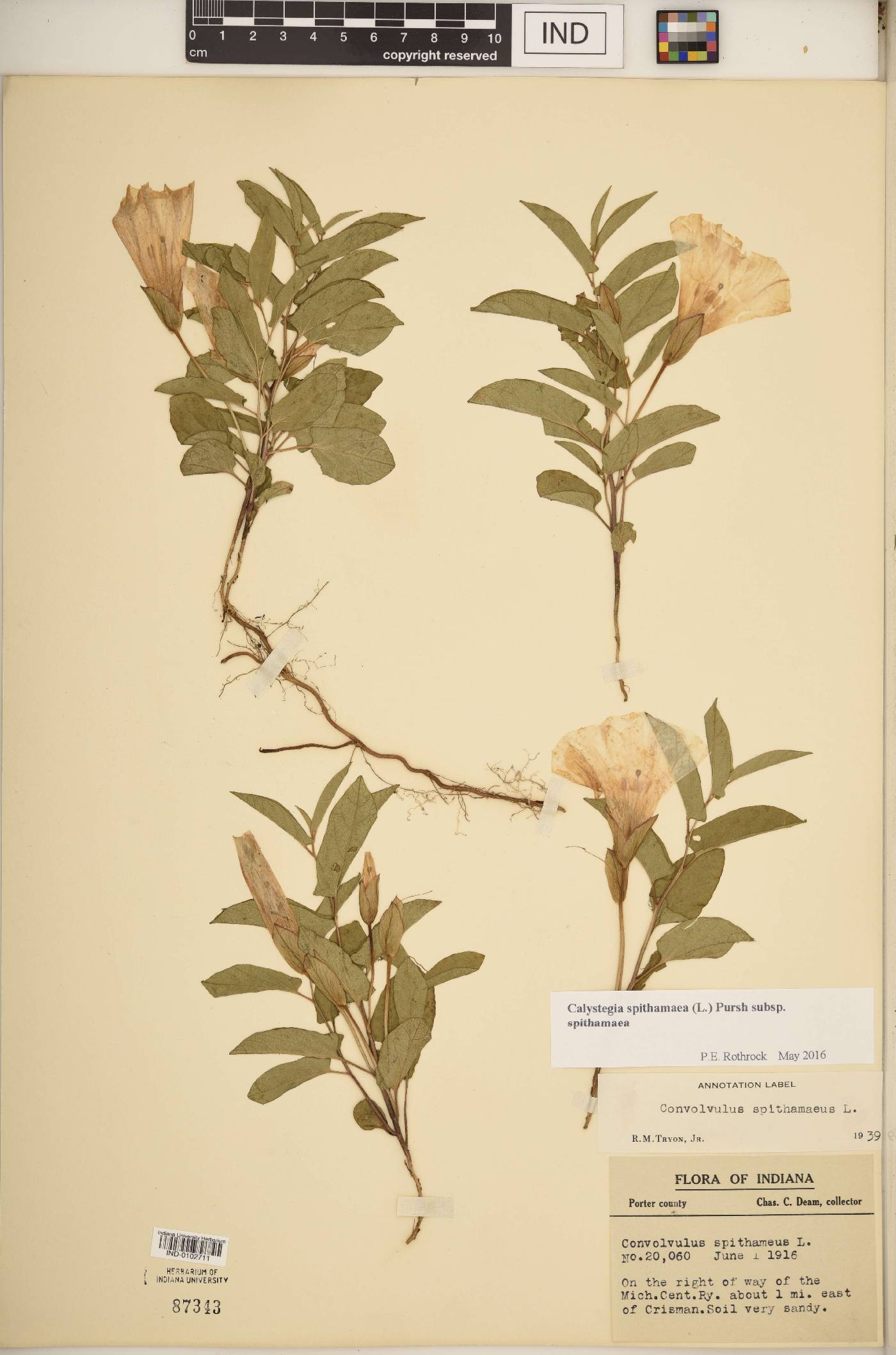 Calystegia spithamaea subsp. spithamaea image