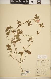 Ipomoea hederacea image