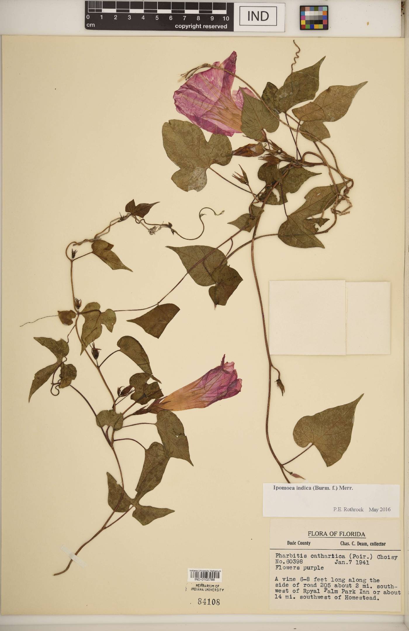 Ipomoea indica image