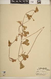 Ipomoea lacunosa image