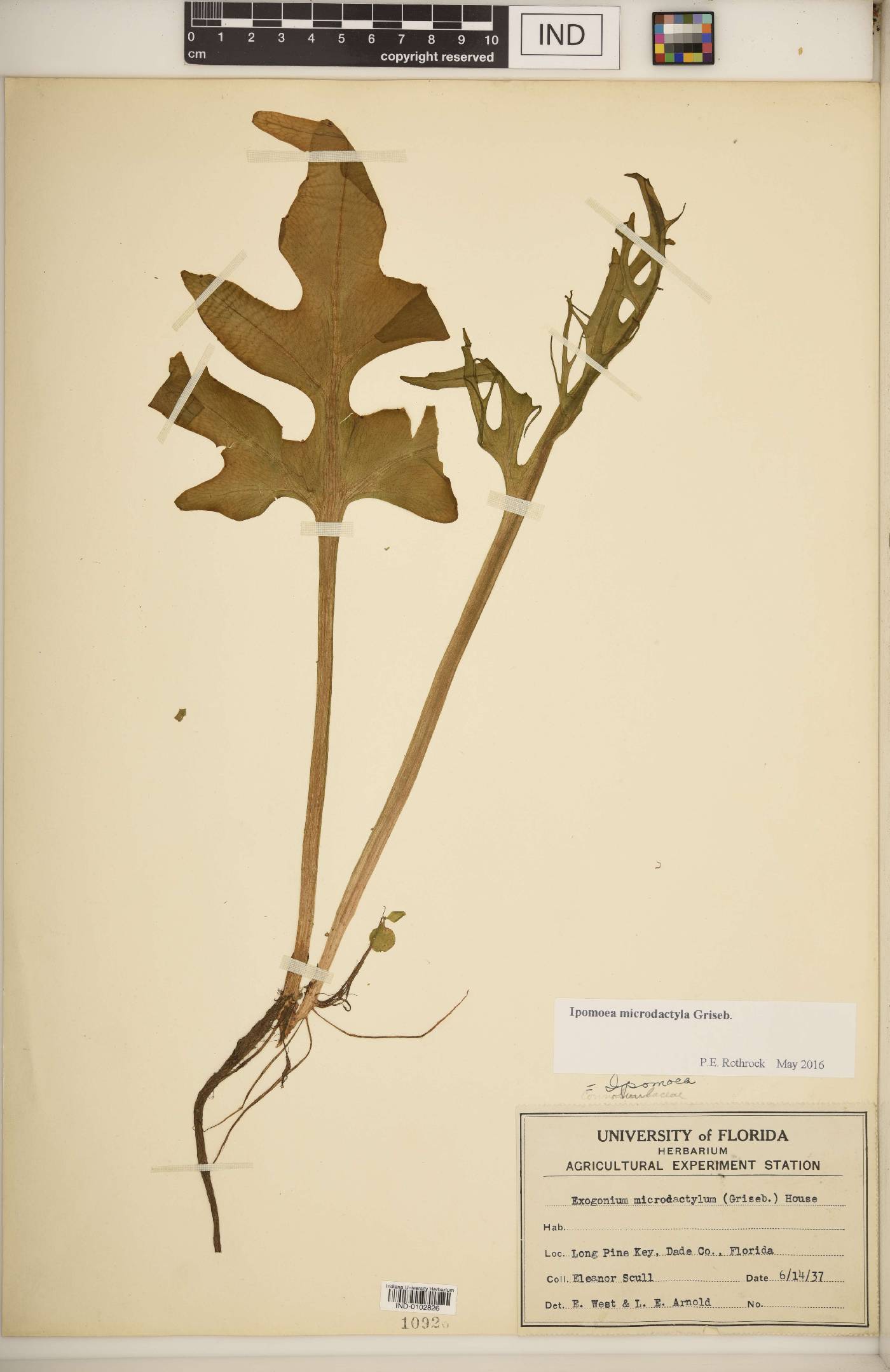 Ipomoea microdactyla image