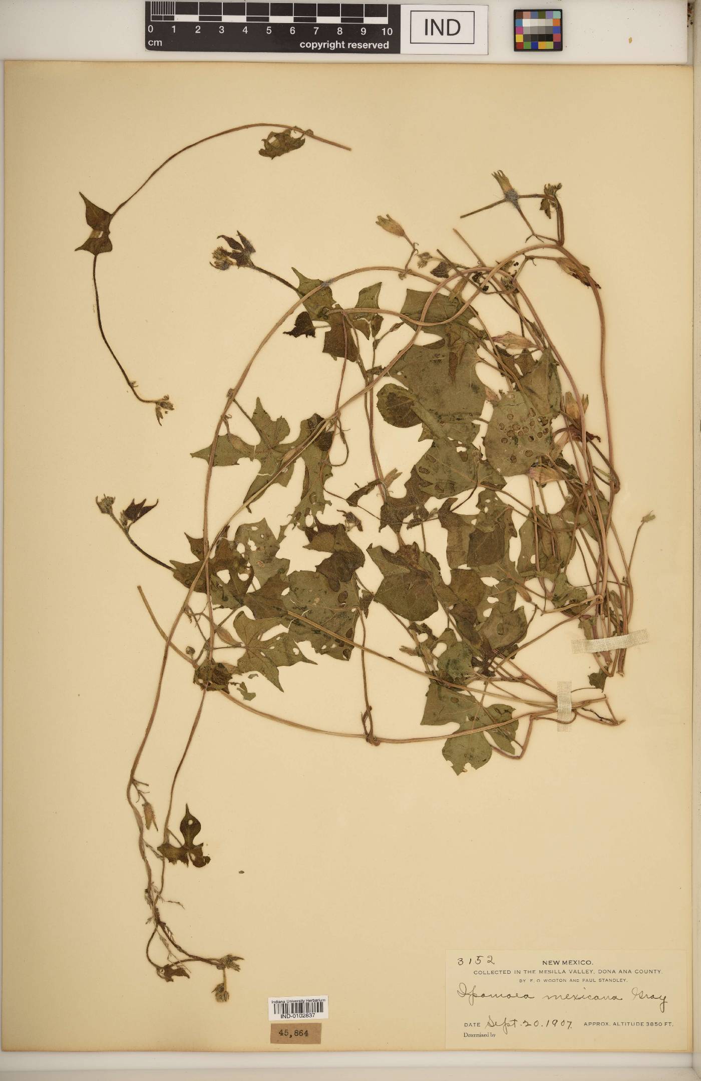 Ipomoea mexicana image