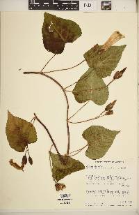 Ipomoea pandurata image