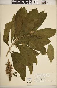 Acnistus arborescens image