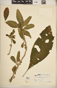 Acnistus arborescens image