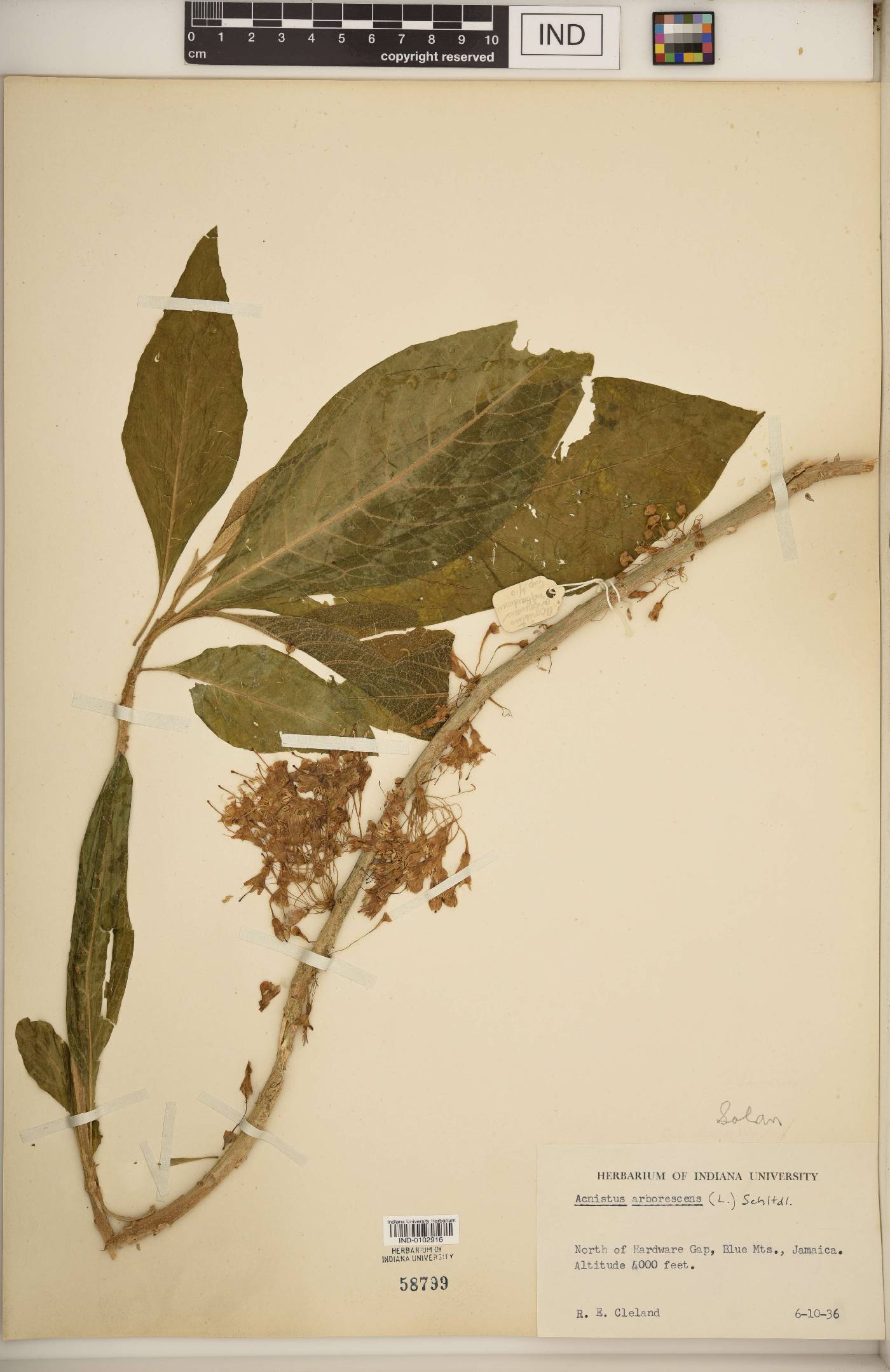 Acnistus arborescens image