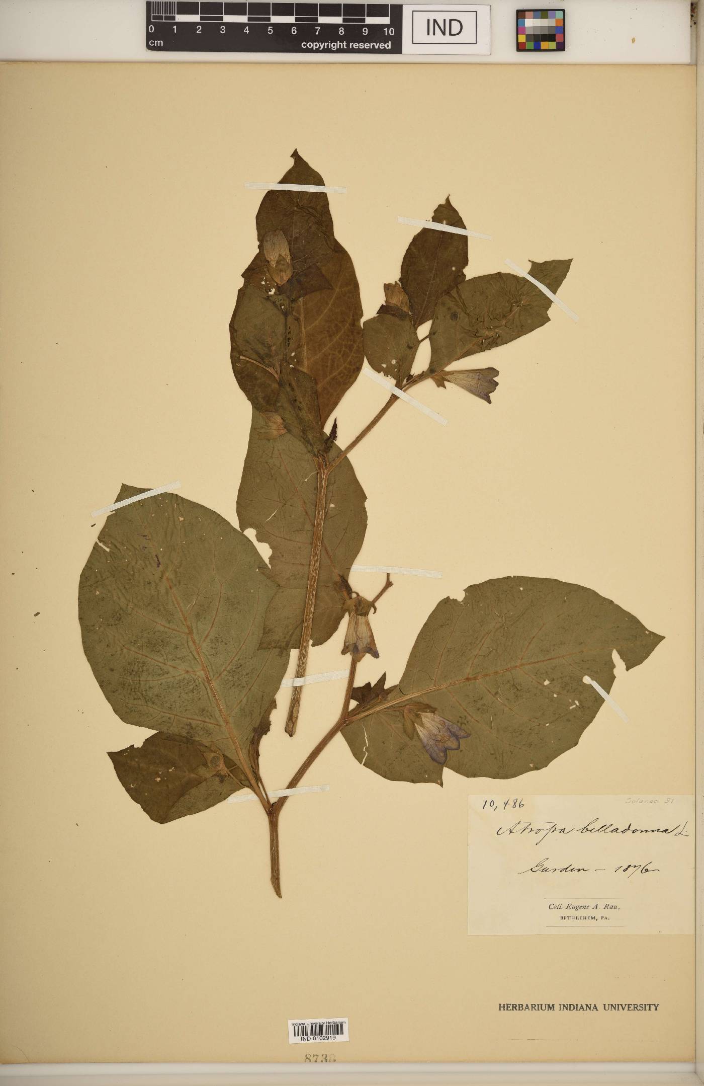 Atropa belladonna image