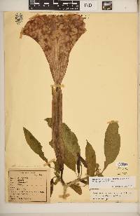 Brugmansia suaveolens image