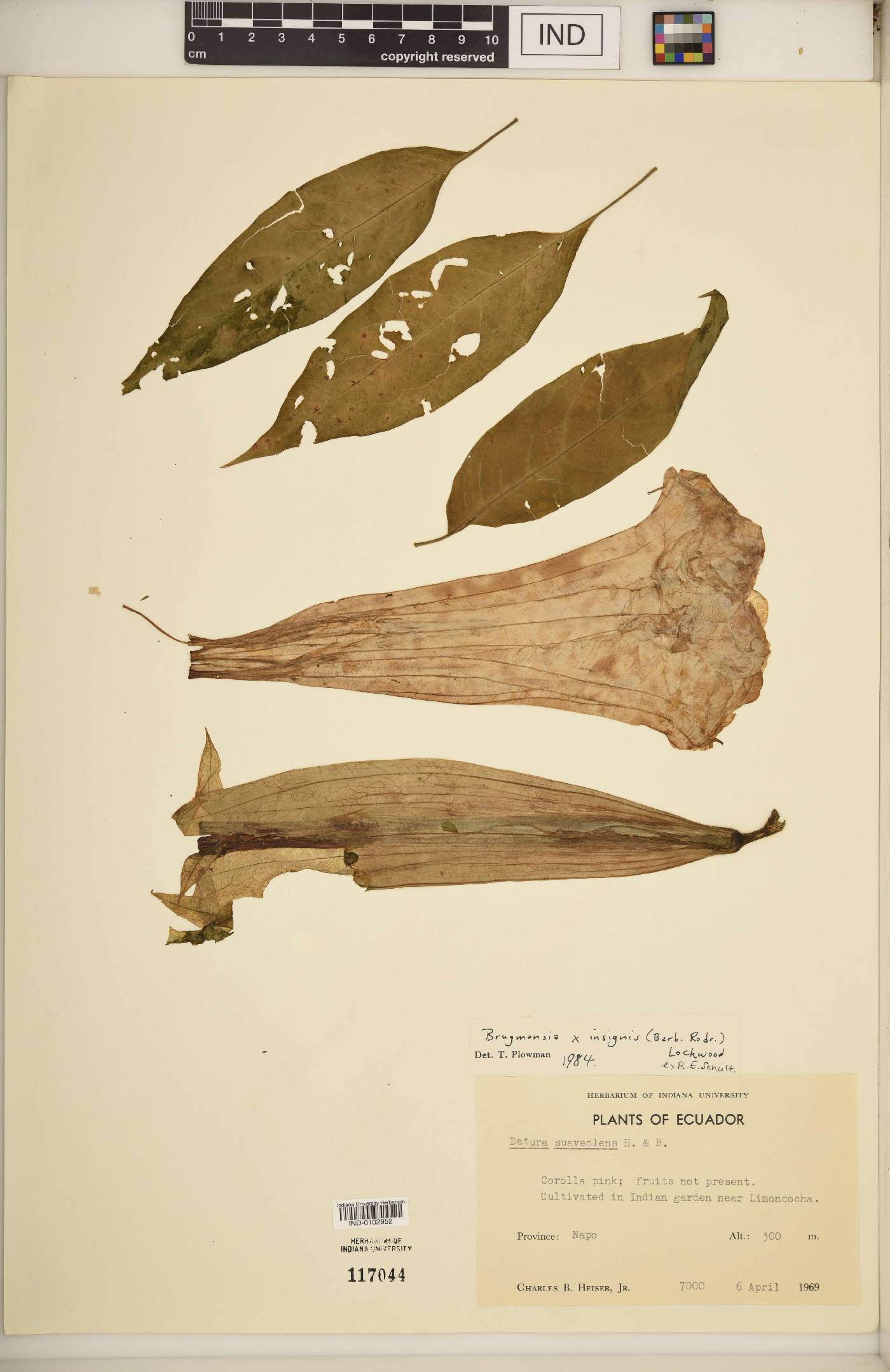 Brugmansia × insignis image