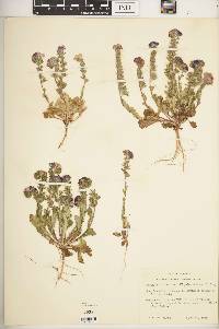 Phacelia strictiflora image