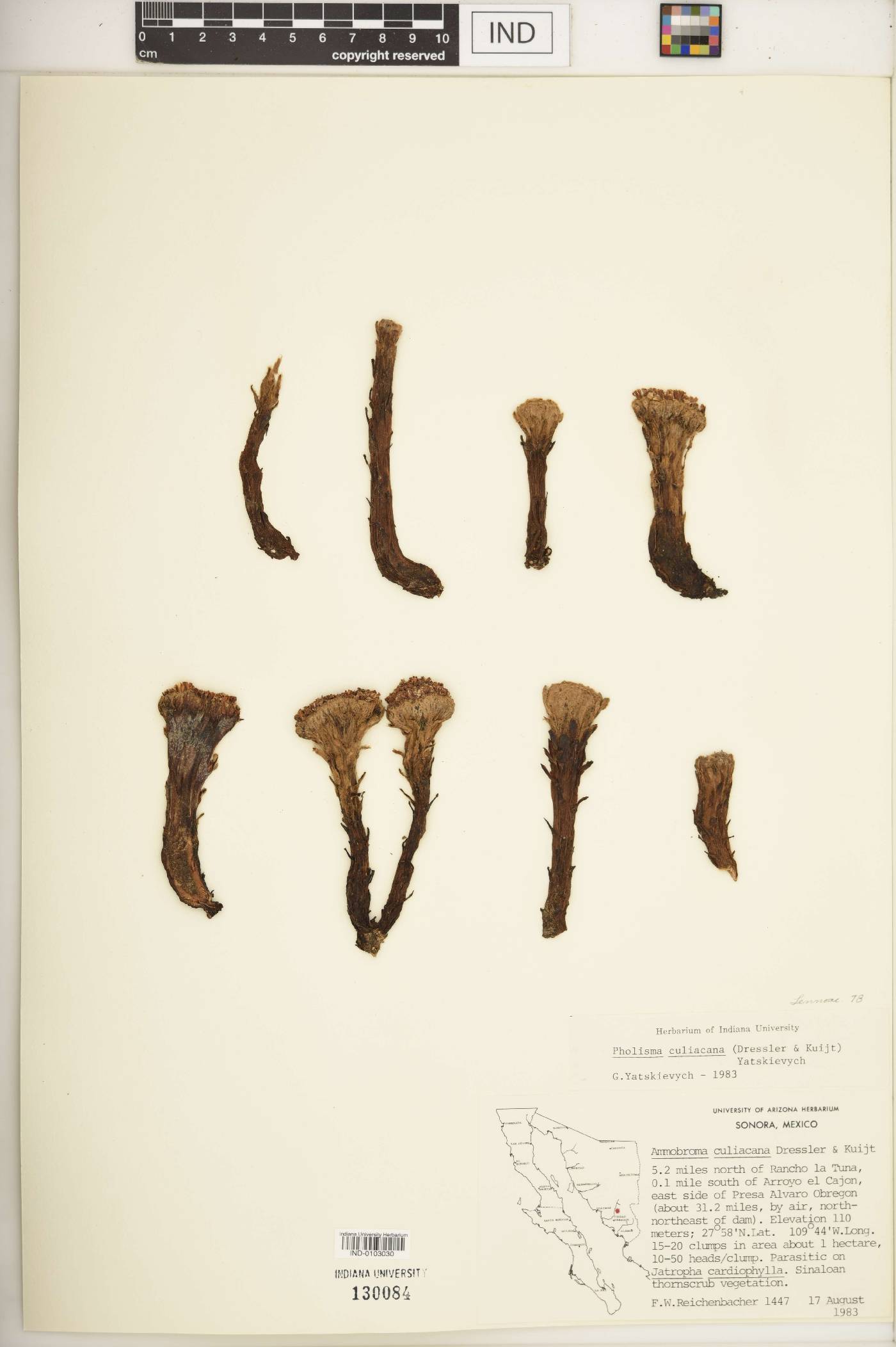 Pholisma culiacana image