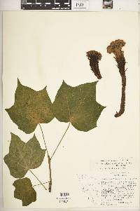 Pholisma culiacana image