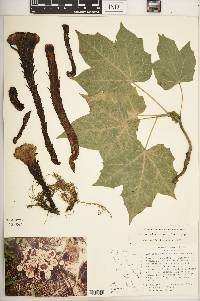 Pholisma culiacana image
