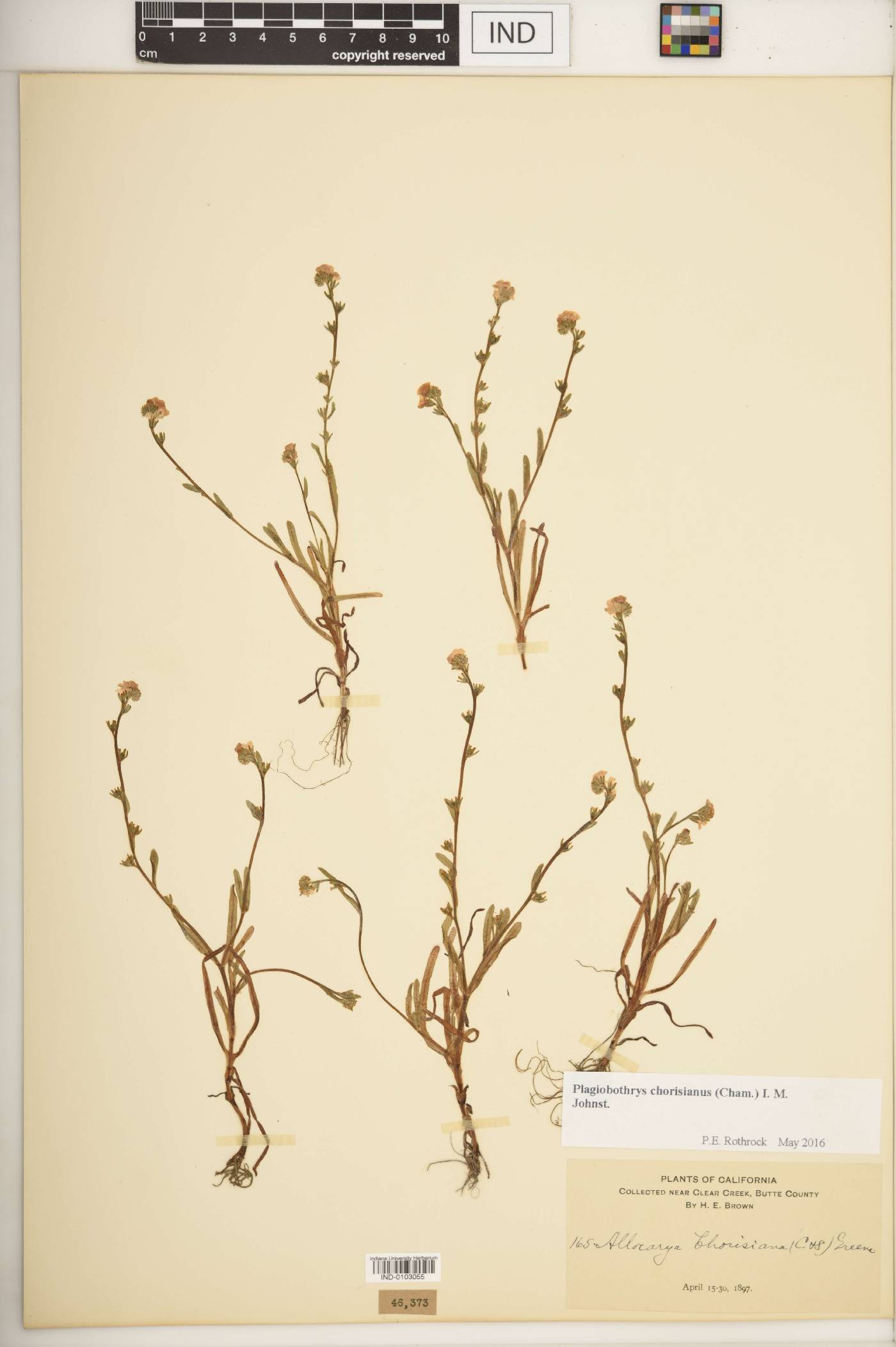 Plagiobothrys chorisianus image
