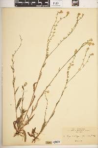 Image of Plagiobothrys rufescens