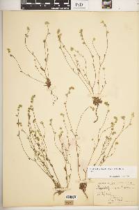 Plagiobothrys tenellus image