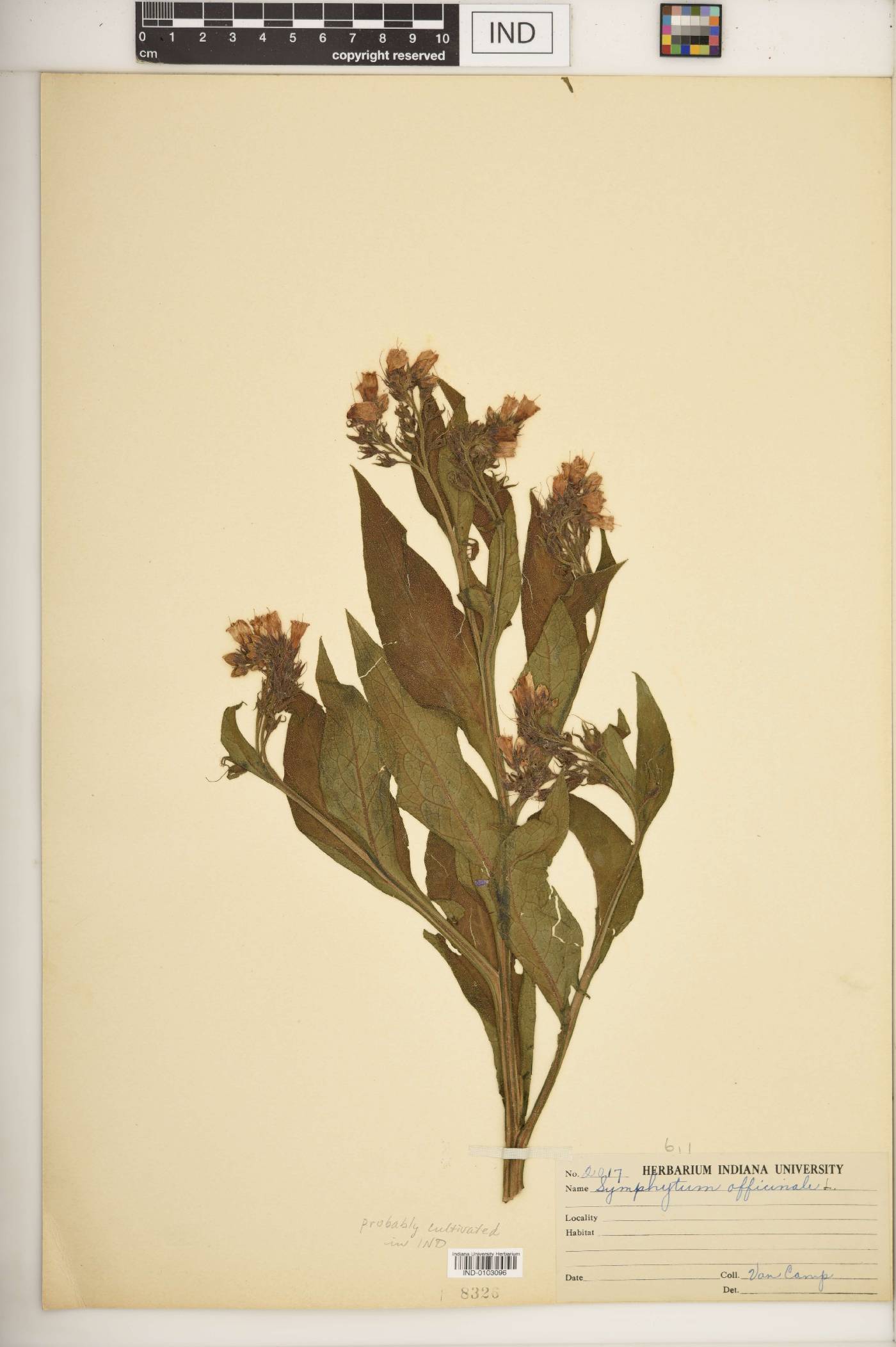 Symphytum officinale image