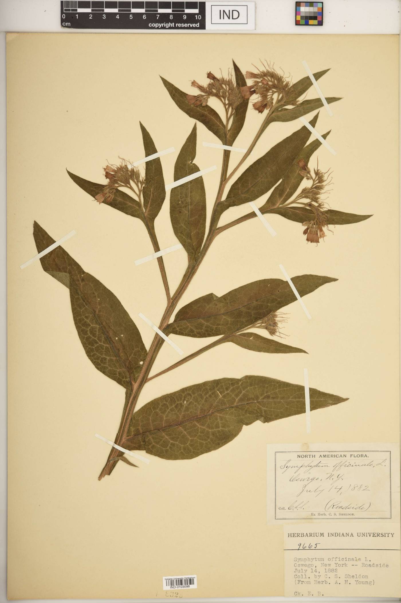 Symphytum officinale image