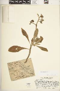 Tournefortia argentea image