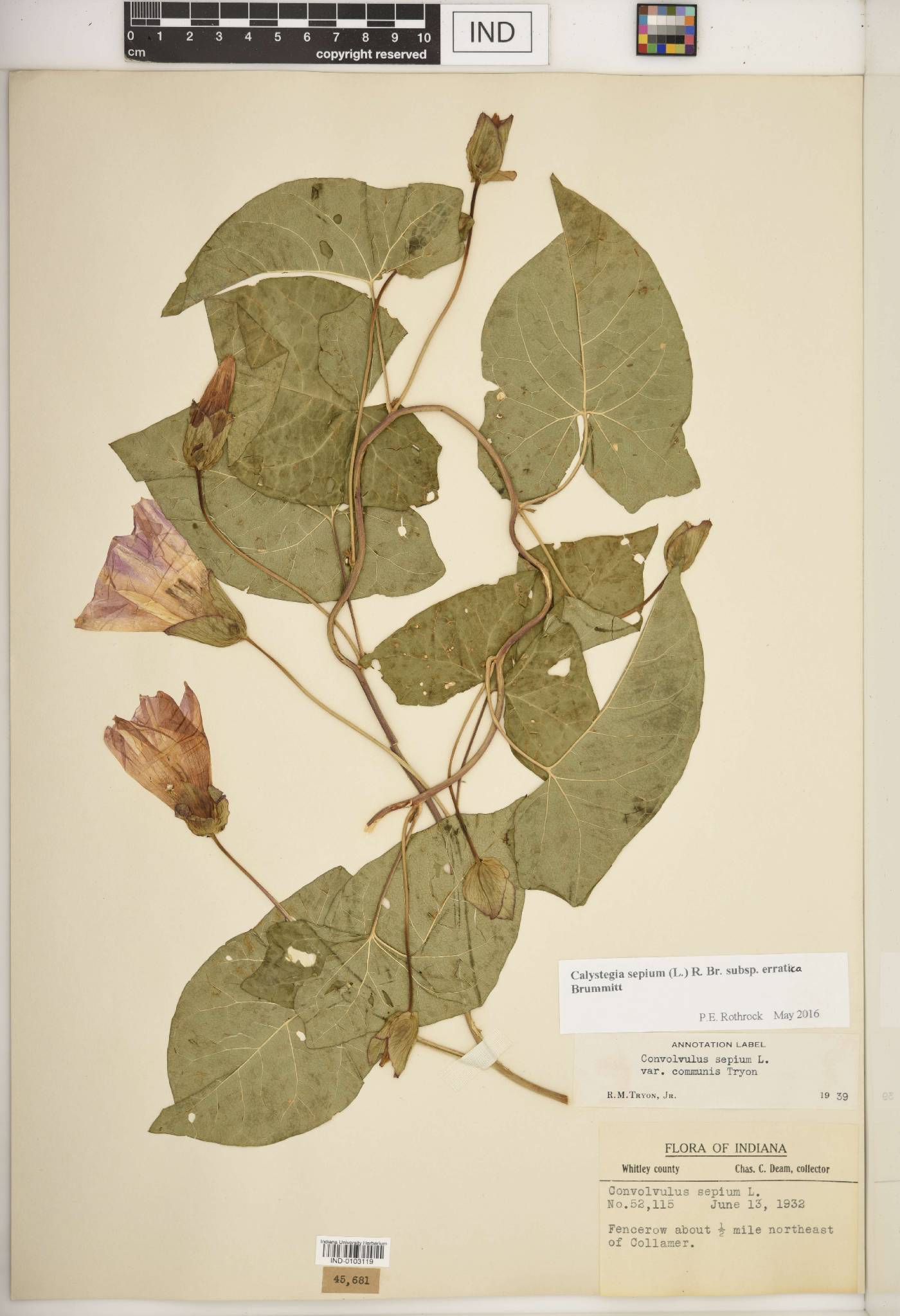 Calystegia sepium subsp. erratica image
