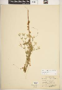 Cuscuta campestris image