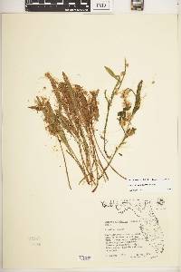 Cuscuta campestris image